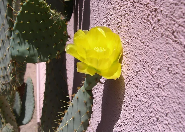 Adobe Rose Inn