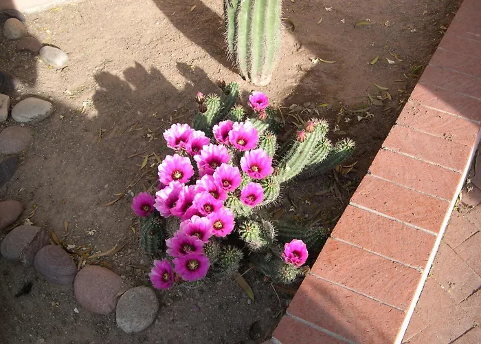 Adobe Rose Inn