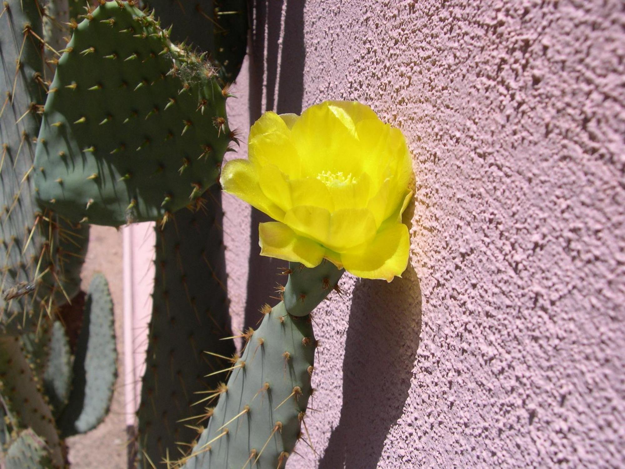 Adobe Rose 3* Tucson
