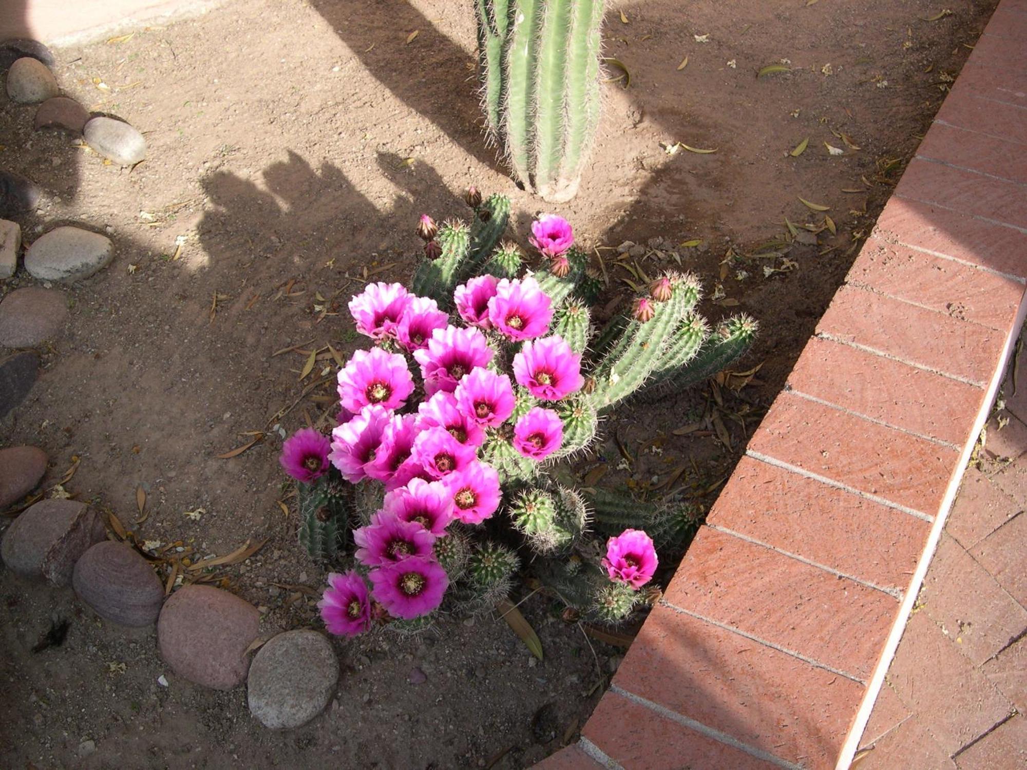 Adobe Rose Bed & Breakfast Tucson